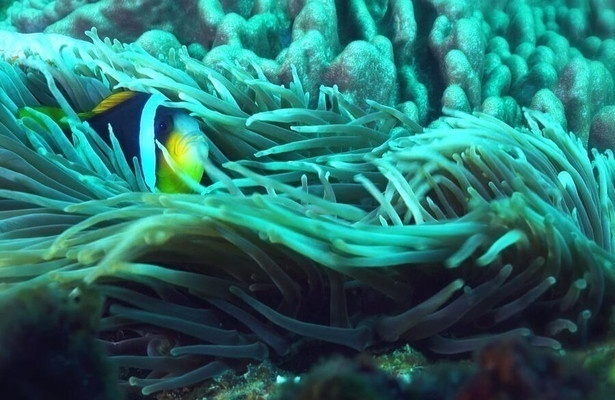 Raar, wild & prachtig