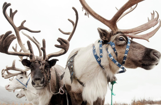 Rauna und ihre Rentiere