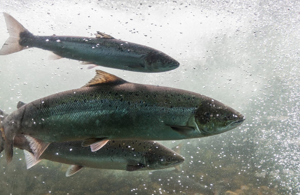 Re: Lachskrise in Norwegen