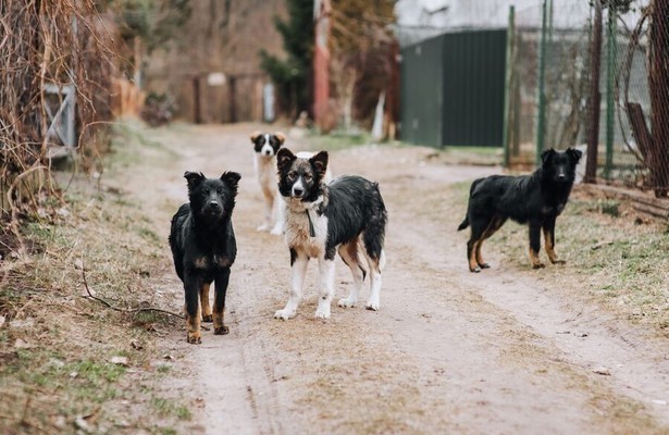 Re: Türkei - Straßenhunde im Visier