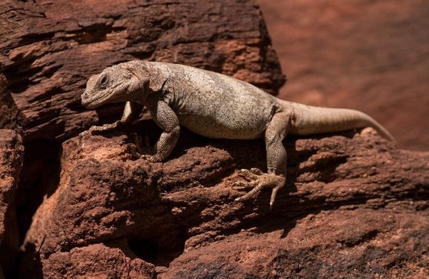 Reptile Planet
