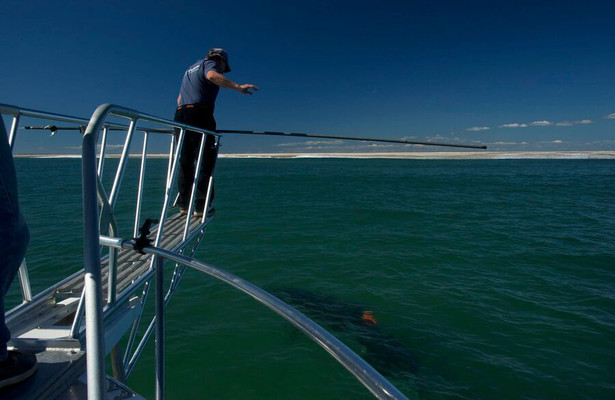 Return of the White Shark