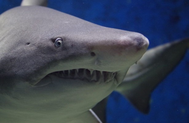 Return to Shark Island