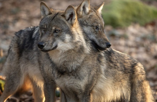 Roofdieren in de Karpaten