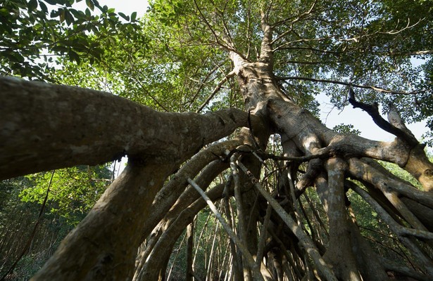 Roots of life