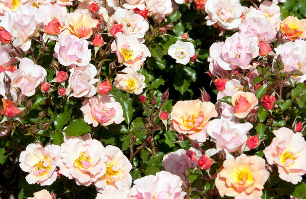 Rose - Königin der Blumen