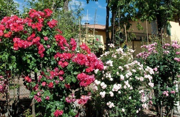 Rose - Königin der Blumen