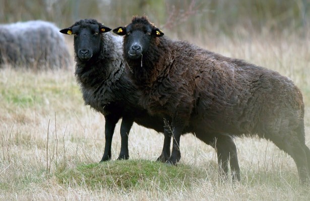 Rügen - Weiße Felsen, grüne Wälder