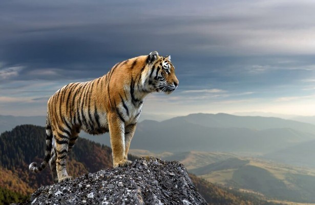 Russia's Wild Tiger