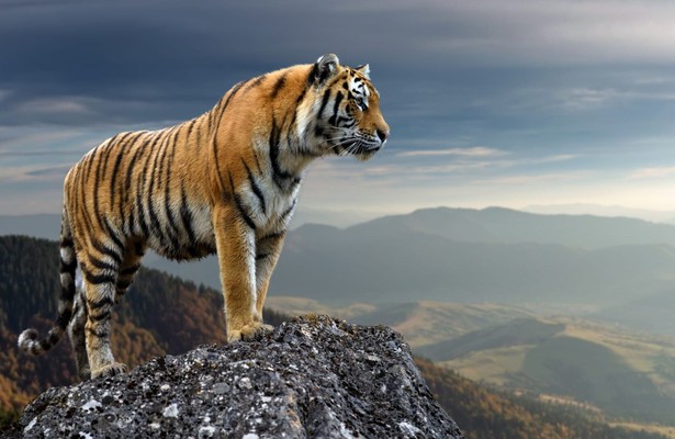 Russia's Wild Tiger