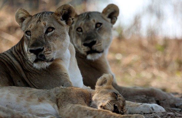 Sambia - Das Reich der Löwen