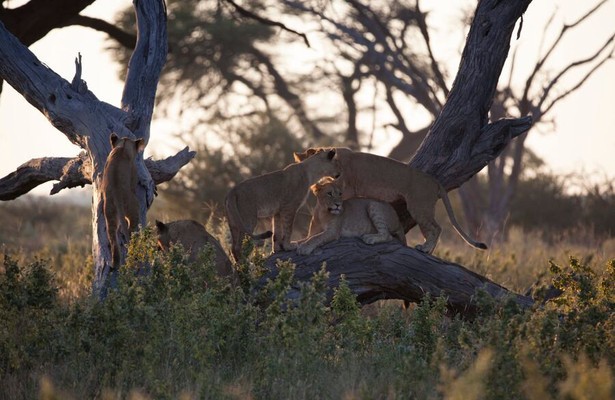 Savage kingdom: Uprising