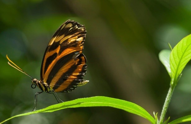 Schmetterlinge!!! - Superhelden der Natur: Die Verwandlungskünstler