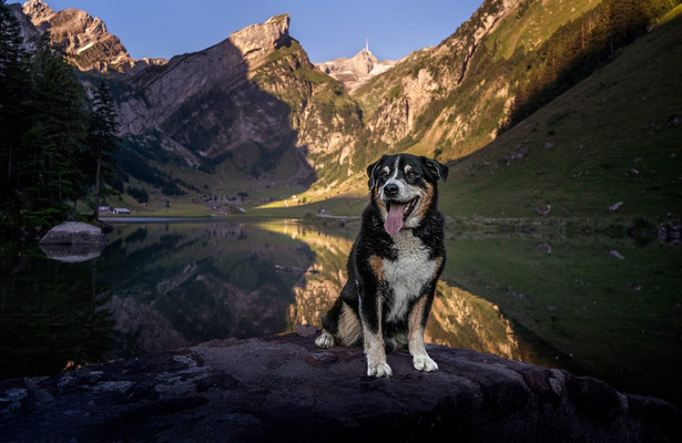 Schweizer Hundegeschichten