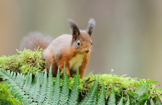 Scotland - The new wild