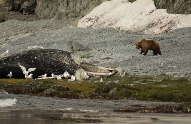 Secret Life of Predators