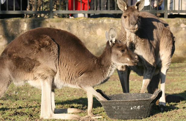 Een dag in de dierentuin
