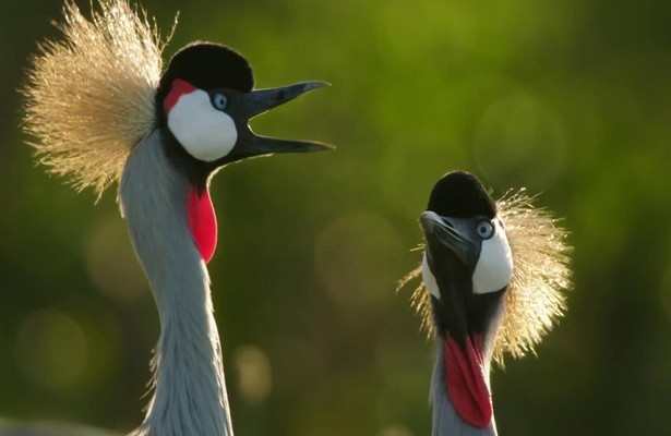 Secret safari: Into the wild