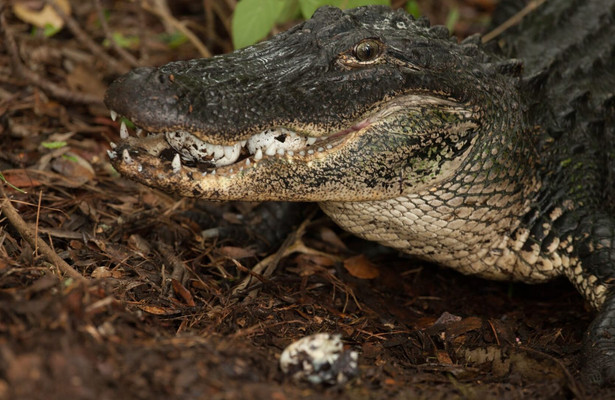 Secrets Life of Predators