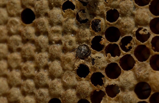Secrets of the bees