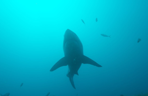 Secrets of the bullshark