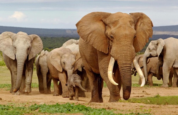 Secrets of the elephants