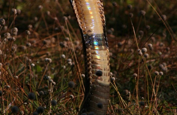Secrets of the King Cobra
