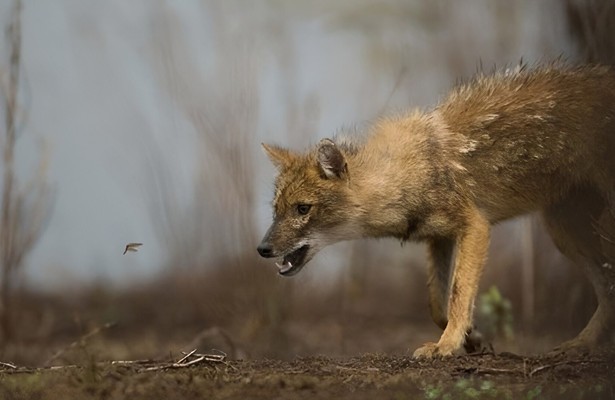 Secrets of wild India
