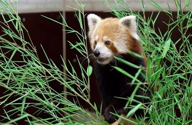 Seelöwe & Co. - tierisch beliebt