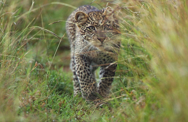 Serengeti