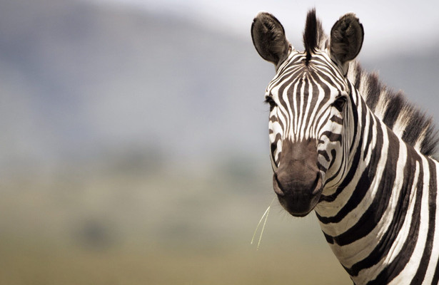 Serengeti
