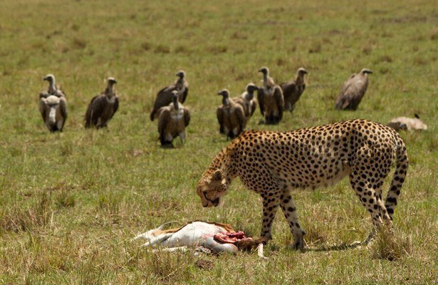 Serengeti speed queen