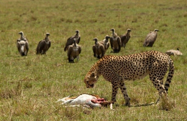 Serengeti speed queen