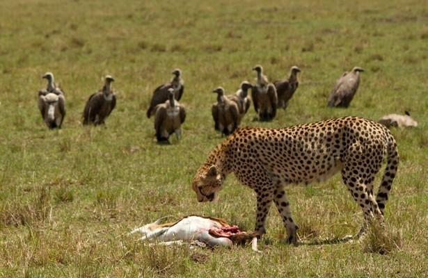 Serengeti speed queen
