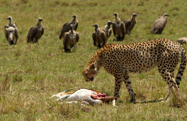 Serengeti speed queen