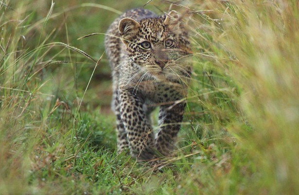 Serengeti - Wilde Geschichten aus der Savanne