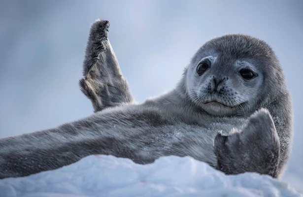 Seven worlds, one planet