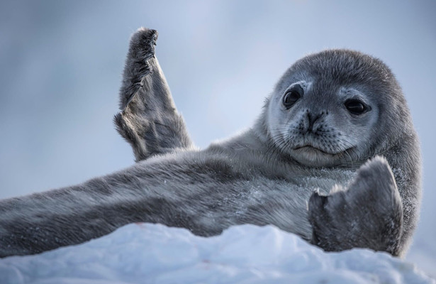 Natuur op 2: Seven worlds, one planet