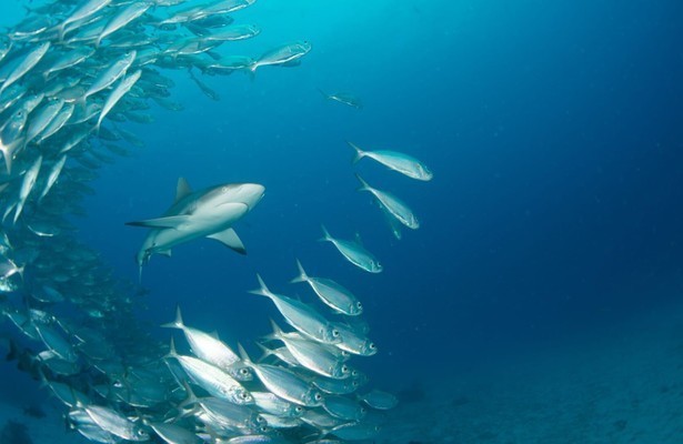 Shark