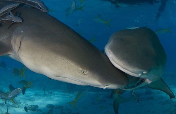 Shark Eat Shark