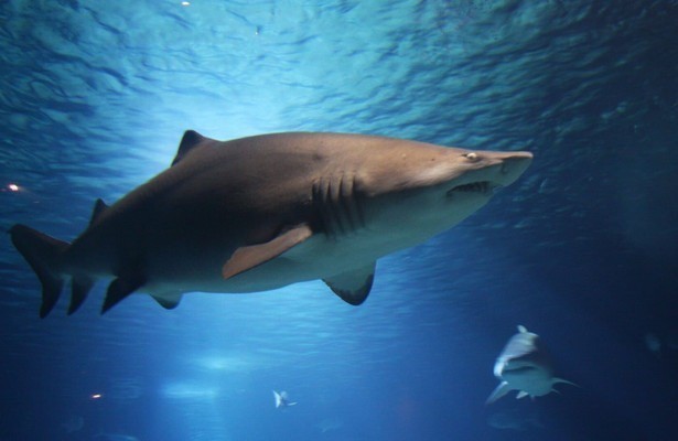 Shark vortex