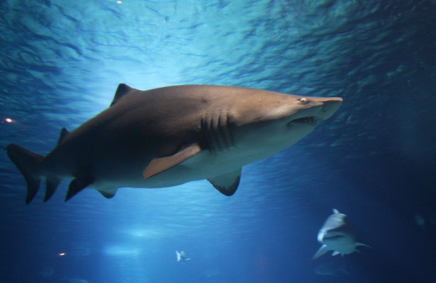 Shark vortex
