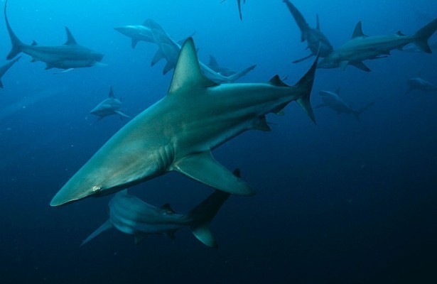 Shark week