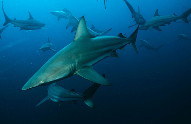 Shark week
