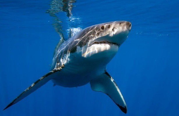 Sharks Among Us