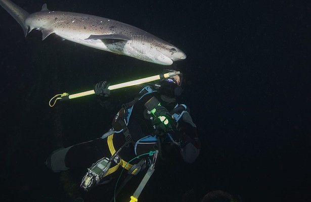 Sharks of the Shadowland