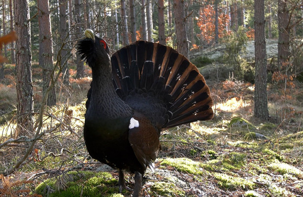 Småland - Schwedens wilder Süden