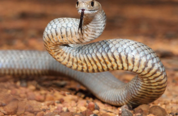 Snake City: Snakes in the City Venomous Face-Off Compilation