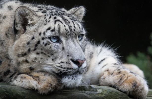 Sneeuwluipaarden met Dan O'Neill