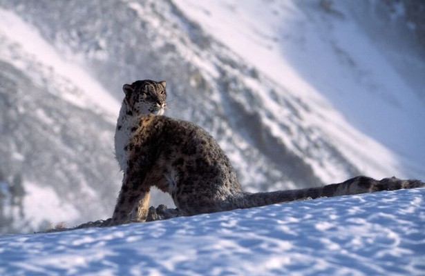 Snow leopard of Afghanistan